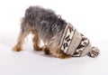 Little Male Yorkie Dog Pet Stuck In Hat