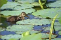 Little mallard Royalty Free Stock Photo