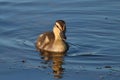 Little Mallard Duckling Swimming