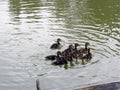 Little mallard ducks