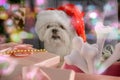 Little Maltese dog dressed in Santa`s hat Royalty Free Stock Photo