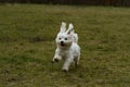 Little maltese dog joyfully running in the park Royalty Free Stock Photo