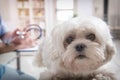 Little maltese dog at the vet office Royalty Free Stock Photo