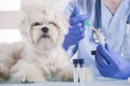 Little maltese dog at the vet office Royalty Free Stock Photo