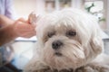 Little maltese dog at the vet office Royalty Free Stock Photo