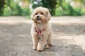 little maltipoo puppies walks in the park in autumn time Royalty Free Stock Photo