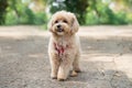 little maltipoo puppies walks in the park in autumn time