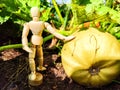 A little man, a wooden toy mannequin in a garden with giant vegetables. The gardener has grown and is harvesting Royalty Free Stock Photo