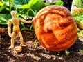 A little man, a wooden toy mannequin in a garden with giant vegetables. The gardener has grown and is harvesting Royalty Free Stock Photo