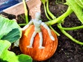 A little man, a wooden toy mannequin in a garden with giant vegetables. The gardener has grown and is harvesting Royalty Free Stock Photo