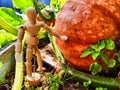 A little man, a wooden toy mannequin in a garden with giant vegetables. The gardener has grown and is harvesting Royalty Free Stock Photo