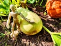 A little man, a wooden toy mannequin in a garden with giant vegetables. The gardener has grown and is harvesting Royalty Free Stock Photo