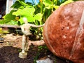 A little man, a wooden toy mannequin in a garden with giant vegetables. The gardener has grown and is harvesting Royalty Free Stock Photo