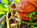 A little man, a wooden toy mannequin in a garden with giant vegetables. The gardener has grown and is harvesting Royalty Free Stock Photo