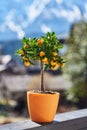 Little mandarin/ orange tree with fruits in a pot at sunny day. Royalty Free Stock Photo