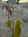 Little mango plant in multiple colors