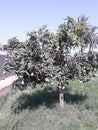 A little mango tree with many mangoes in village Punjab Pakistan