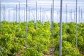 Little mango trees growing inside a green house in Spain