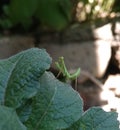 Little mantis green potato insects