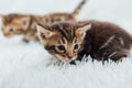 Little marble bengal kitten on the white fury blanket