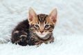 Little marble bengal kitten on the white fury blanket