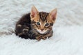 Little marble bengal kitten on the white fury blanket