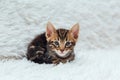 Little marble bengal kitten on the white fury blanket