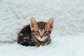 Little marble bengal kitten on the white fury blanket