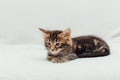 Little marble bengal kitten on the white fury blanket