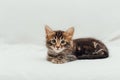 Little marble bengal kitten on the white fury blanket