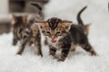 Little marble bengal kitten on the white fury blanket