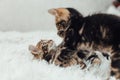 Little marble bengal kitten on the white fury blanket