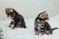 Little marble bengal kitten on the white fury blanket