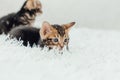 Little marble bengal kitten on the white fury blanket