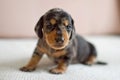 little marble dachshund puppy