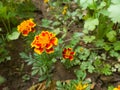 Little marigold flowers growing