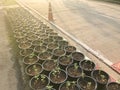 Little Marigold plant in pot