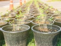 Little Marigold plant in pot