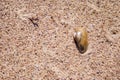 Little marine shell on sand... Royalty Free Stock Photo