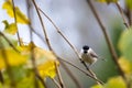 Little marsh tit / Poecile palustris