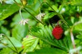 Mature strawberry in Grandma`s garden Royalty Free Stock Photo