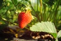 Mature strawberry in Grandma`s garden Royalty Free Stock Photo