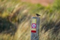 Little meadow pipit sitting on a wooden pile with icons on a colorful blurry background - Texel Netherlands