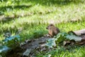 Little meadow vole Microtus pennsylvanicus standing on a wooden log Royalty Free Stock Photo