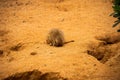 The little meerkat fell asleep with his head buried in the sand Royalty Free Stock Photo