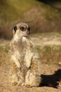 Little meerkat looking to the right Royalty Free Stock Photo