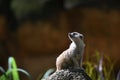 Little meerkat suricata suricatta sitting on a rock and looking around. Royalty Free Stock Photo