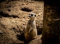 Little Meerkat upright on his watch in the sand Royalty Free Stock Photo