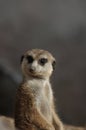 Meerkat Royalty Free Stock Photo