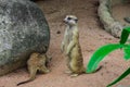 Little meerkat watching to forward in the jungle Royalty Free Stock Photo